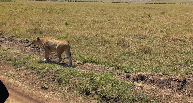 17 Days Safari to experience Uganda's gorillas, Kenya's Masai Mara, Tanzania's Serengeti and Ngorongoro ( Private tour) - Mukisa Safaris Uganda 3