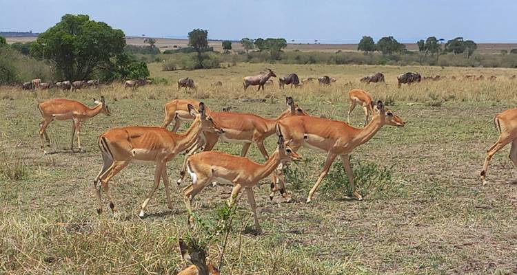 17 Days Safari to experience Uganda's gorillas, Kenya's Masai Mara, Tanzania's Serengeti and Ngorongoro ( Private tour) - Mukisa Safaris Uganda 4