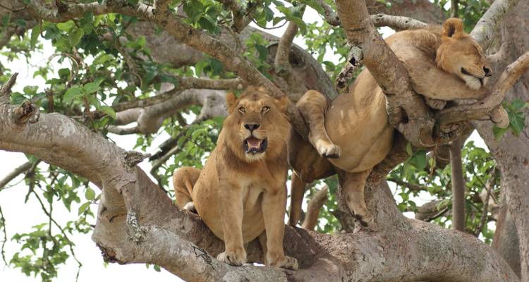 17 Days Safari to experience Uganda's gorillas, Kenya's Masai Mara, Tanzania's Serengeti and Ngorongoro ( Private tour) - Mukisa Safaris Uganda 10