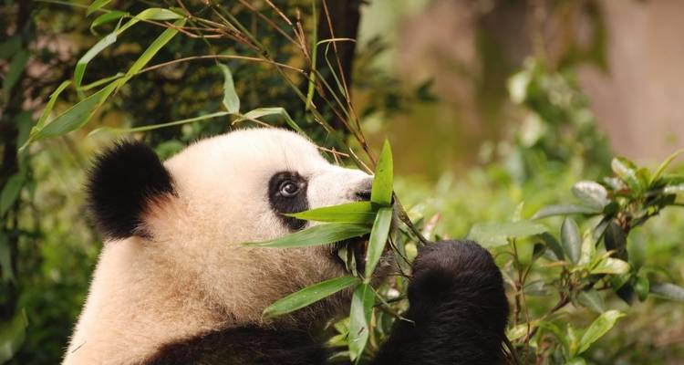China Provincial Discovery - Truly China Travel 8