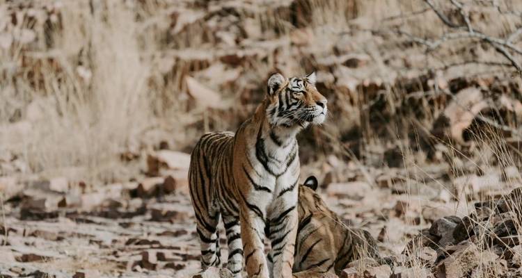 Los tigres del Taj y la Ciudad Rosa de la India - Alkof Holidays 8