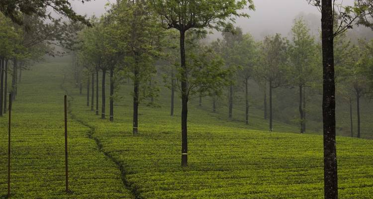 Paquete turístico por Kerala con el Taj Mahal - Alkof Holidays 4