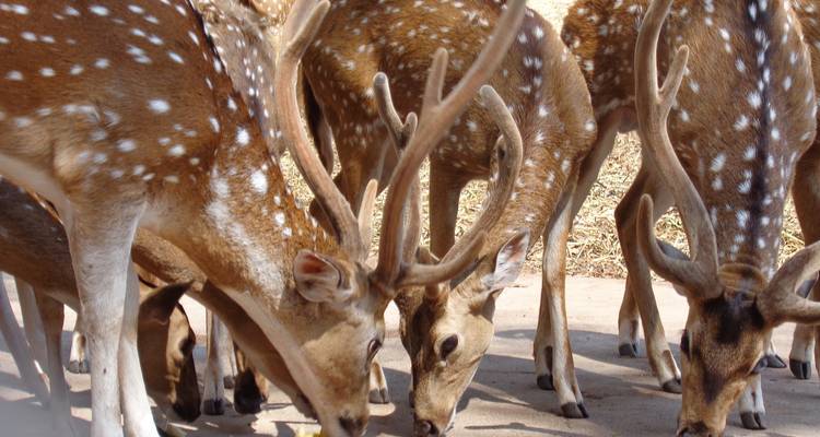 India Tiger Tour with Mumbai - Alkof Holidays 6