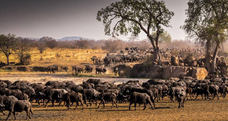 5 Days Serengeti Migration Safari - Gecko Adventure 4