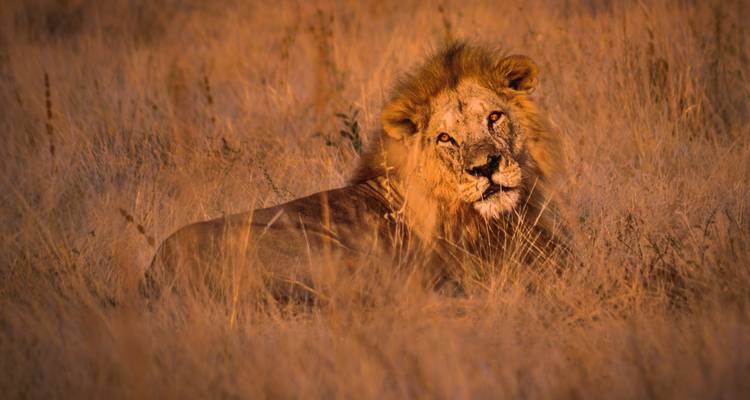 5 Days Serengeti Migration Safari - Gecko Adventure 3