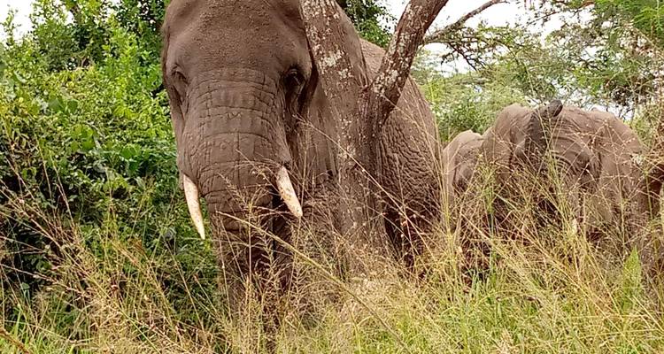 Safari por las cataratas Murchison y el Parque Nacional del Valle de Kidepo - Devine African Safaris Ltd 1