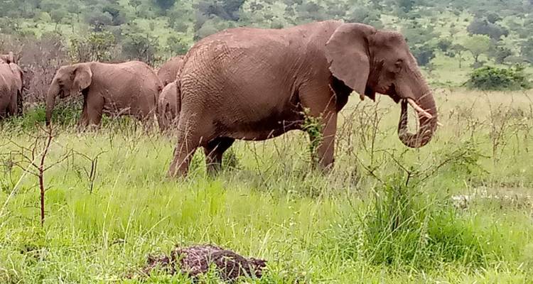 Découvrez les gorilles, les chimpanzés, les singes dorés et les Big 5 en Ouganda (en exclusivité) - Devine African Safaris Ltd 6