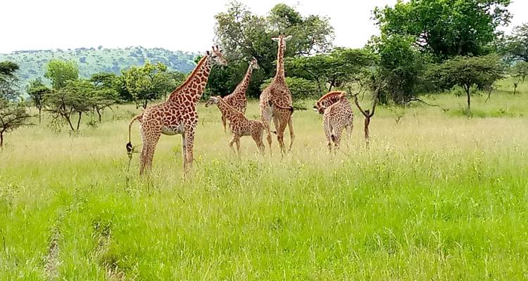 Découvrez les gorilles, les chimpanzés, les Big 5 et les grands félins en Ouganda (en exclusivité) - Devine African Safaris Ltd 7