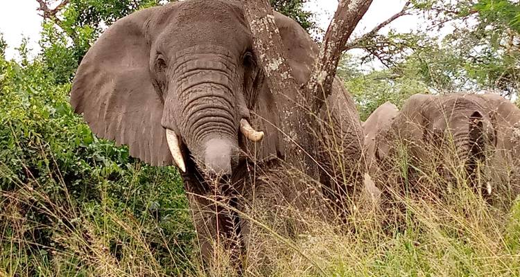 Découvrez les gorilles, les chimpanzés, les Big 5 et les grands félins en Ouganda (en exclusivité) - Devine African Safaris Ltd 9