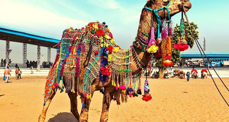 Versierde kameel in een kleurrijke omgeving met andere kamelen op de achtergrond.