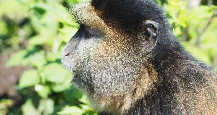 Experiencia Ruanda Excursión Gorilas y Chimpancés (Exclusivamente Privada) - Devine African Safaris Ltd 8