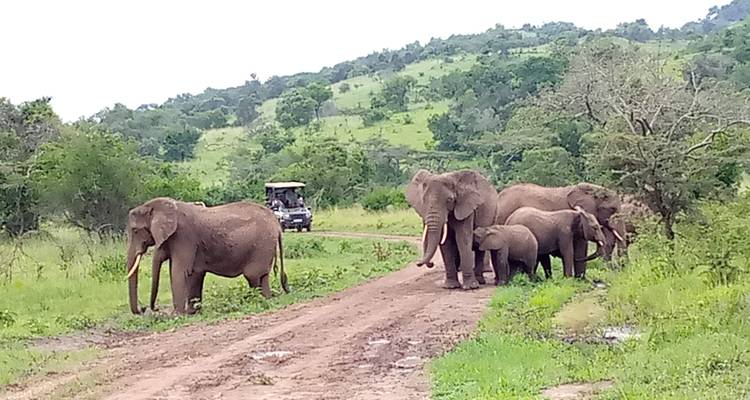 Discover Uganda & Rwanda  Gorillas + Big 5 & Big Cats (Exclusively Private) - Devine African Safaris Ltd 1