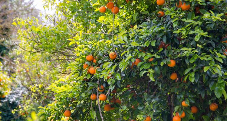 De Naples à Amalfi : Un voyage luxueux d'art, de vin et de saveurs du sud - My Art Collection Travel 2
