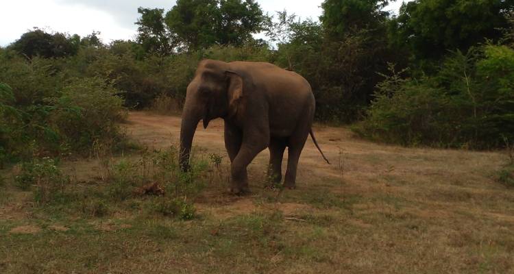Sri Lankan Safari - 14 Days - Stelaran Holidays (Pvt) Ltd 4
