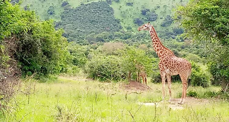 Experience Uganda Gorillas, Chimps, Big Cats & Big Cats (Exclusively Private) - Devine African Safaris Ltd 2