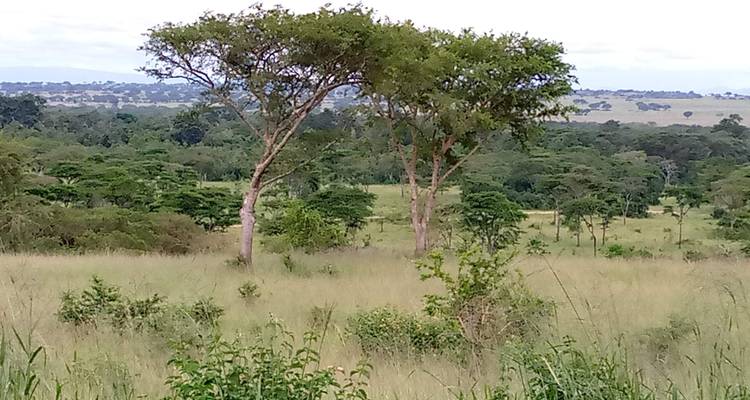 Experience Uganda Gorillas, Chimps, Big Cats & Big Cats (Exclusively Private) - Devine African Safaris Ltd 3
