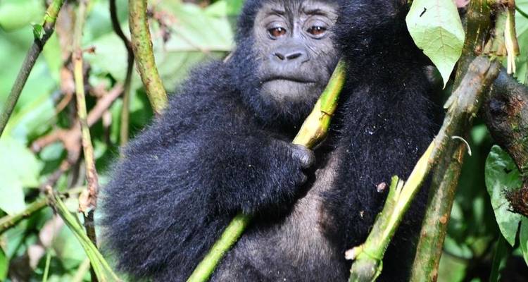 Randonnée en Ouganda à la découverte des gorilles et de la tombe de Dian Fossey (en exclusivité pour les particuliers) - Devine African Safaris Ltd 8
