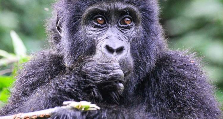 Randonnée en Ouganda à la découverte des gorilles et de la tombe de Dian Fossey (en exclusivité pour les particuliers) - Devine African Safaris Ltd 9