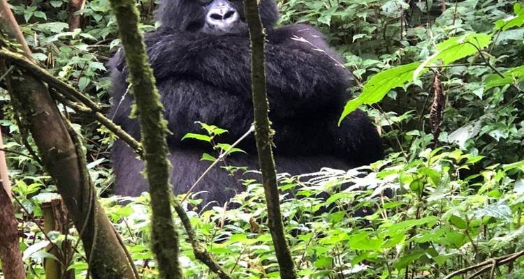 Découvrez l'Ouganda et le Rwanda Gorilles + Big 5 (Exclusivement privé) - Devine African Safaris Ltd 10