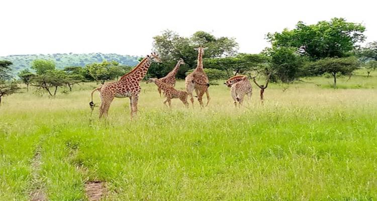 Experiencia Ruanda con los 5 Grandes, los grandes felinos y el rastreo de chimpancés (exclusivamente en privado) - Devine African Safaris Ltd 1