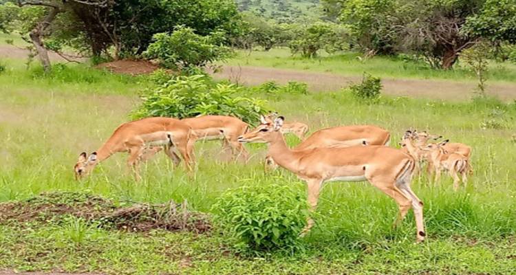 Experiencia Ruanda con los 5 Grandes, los grandes felinos y el rastreo de chimpancés (exclusivamente en privado) - Devine African Safaris Ltd 2