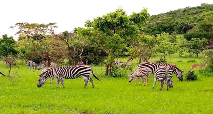 Experiencia Ruanda con los 5 Grandes, los grandes felinos y el rastreo de chimpancés (exclusivamente en privado) - Devine African Safaris Ltd 3