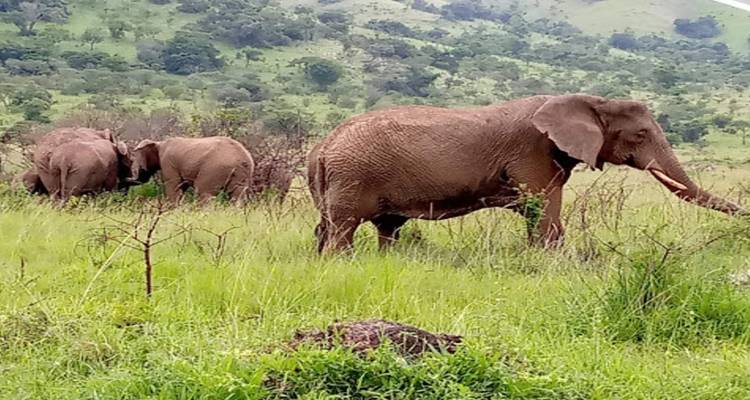 Experience Rwanda Golden Monkeys, Big 5 & Big Cats (Exclusively Private) - Devine African Safaris Ltd 2