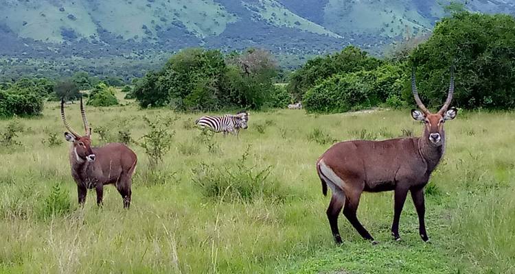 Experience Rwanda Golden Monkeys, Big 5 & Big Cats (Exclusively Private) - Devine African Safaris Ltd 7