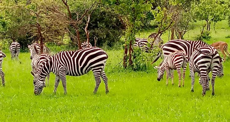 Experience Rwanda Golden Monkeys, Big 5 & Big Cats (Exclusively Private) - Devine African Safaris Ltd 3