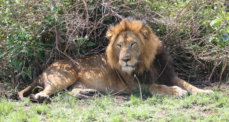 Safari de 15 jours à la découverte des gorilles, des lions et des chutes d'eau [Circuit privé]. - Ovacado Adventures 4