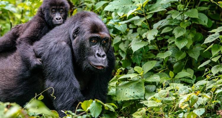 Safari de 15 jours à la découverte des gorilles, des lions et des chutes d'eau [Circuit privé]. - Ovacado Adventures 3