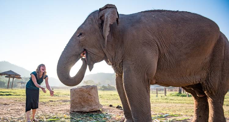 Person interacting playfully with a large elephant.