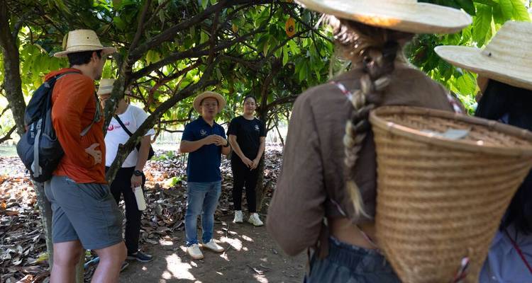 Un pequeño grupo de turistas escucha a un guía bajo las ramas colgantes de cacao durante una visita a la plantación.