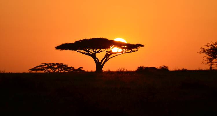 4-Days Camping Safari Visiting Tarangire, Ngorongoro and Serengeti National Parks - African Polecat Safaris 10