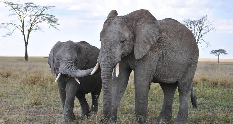 4-Days Camping Safari Visiting Tarangire, Ngorongoro and Serengeti National Parks - African Polecat Safaris 7