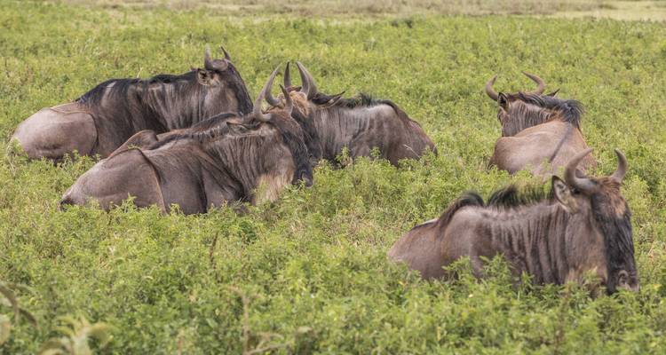 4-Days Camping Safari Visiting Tarangire, Ngorongoro and Serengeti National Parks - African Polecat Safaris 6