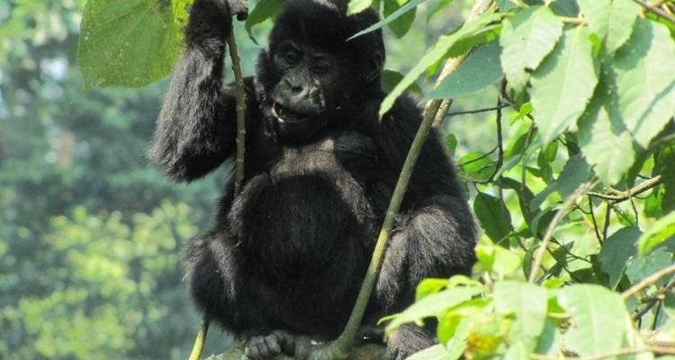 Excursión de 3 días a los Chimpancés y Gorilas de la Selva de Kalinzu - Bamboo Ecotours 9