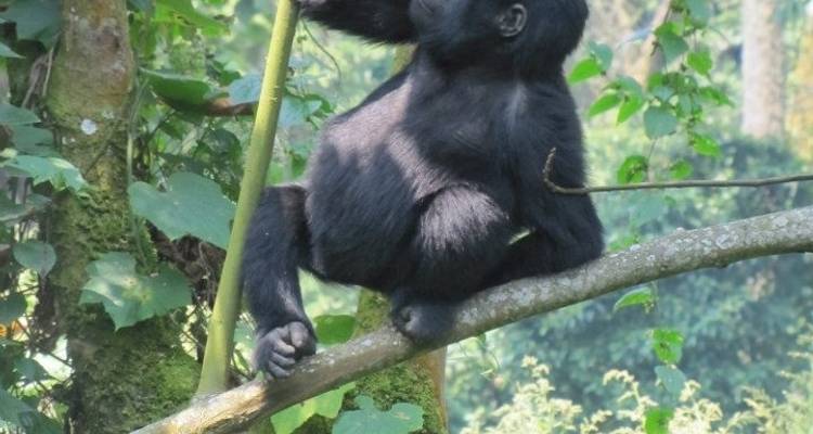 Excursión de 3 días a los Chimpancés y Gorilas de la Selva de Kalinzu - Bamboo Ecotours 8