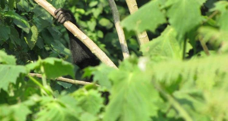 Excursión de 3 días a los Chimpancés y Gorilas de la Selva de Kalinzu - Bamboo Ecotours 7