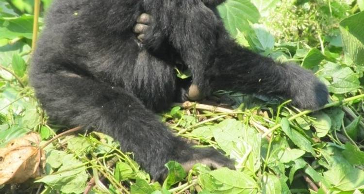 Excursión de 3 días a los Chimpancés y Gorilas de la Selva de Kalinzu - Bamboo Ecotours 3