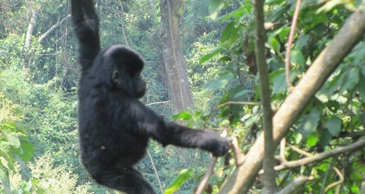 Excursión de 3 días a los Chimpancés y Gorilas de la Selva de Kalinzu - Bamboo Ecotours 6