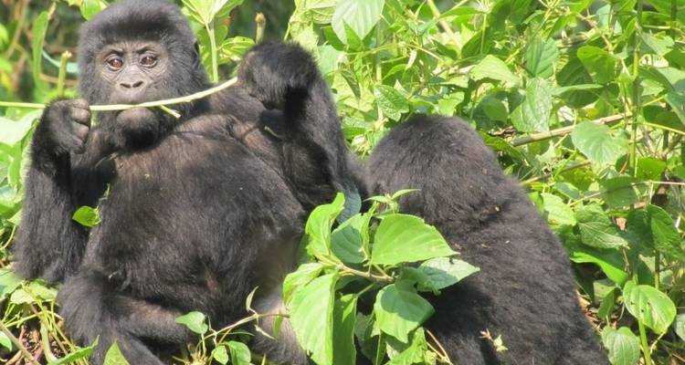 Excursión de 3 días a los Chimpancés y Gorilas de la Selva de Kalinzu - Bamboo Ecotours 4