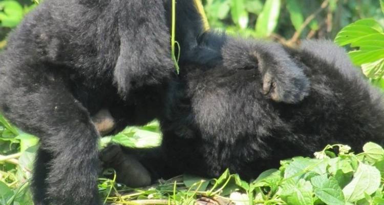 Excursión de 3 días a los Chimpancés y Gorilas de la Selva de Kalinzu - Bamboo Ecotours 10