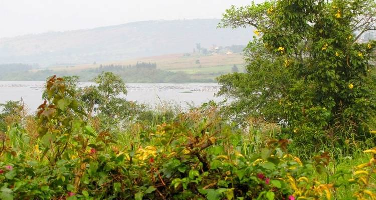 Randonnée de 5 jours dans la forêt de Kibale pour observer les gorilles, la faune et les chimpanzés - Bamboo Ecotours 6