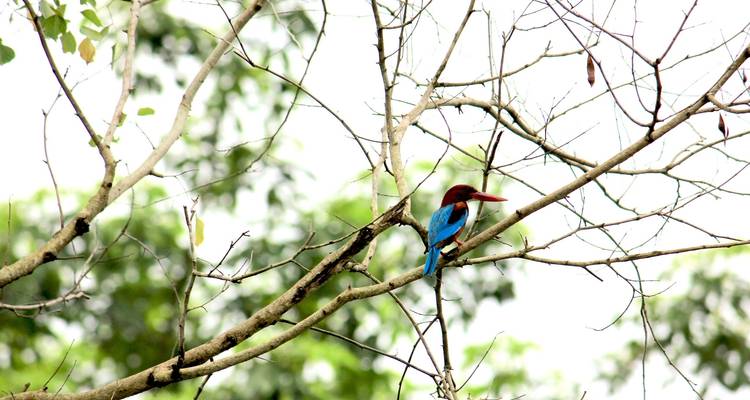 Safari de luxe dans la jungle au Népal - 7N/8D - Oriental Journeys Pvt. Ltd. 7