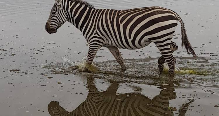 4 JOURS DE SAFARI DANS LE MASAI MARA - Bencia Africa Adventure and Safaris 1