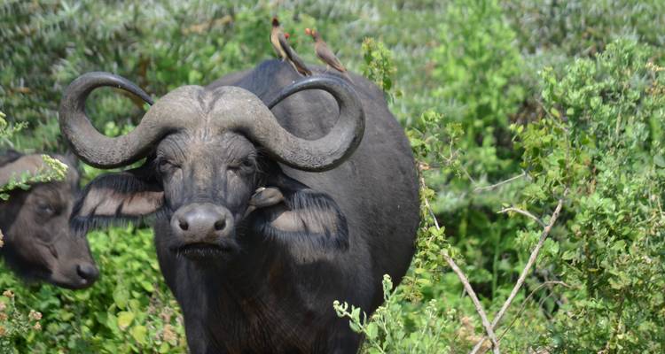 4-Days Camping Safari Visiting Serengeti and Ngorongoro & Kilimanjaro Day Hiking - African Polecat Safaris 3