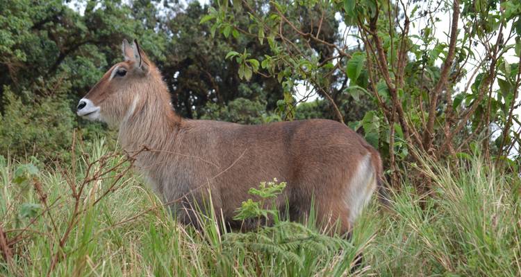 4-Days Camping Safari Visiting Serengeti and Ngorongoro & Kilimanjaro Day Hiking - African Polecat Safaris 4