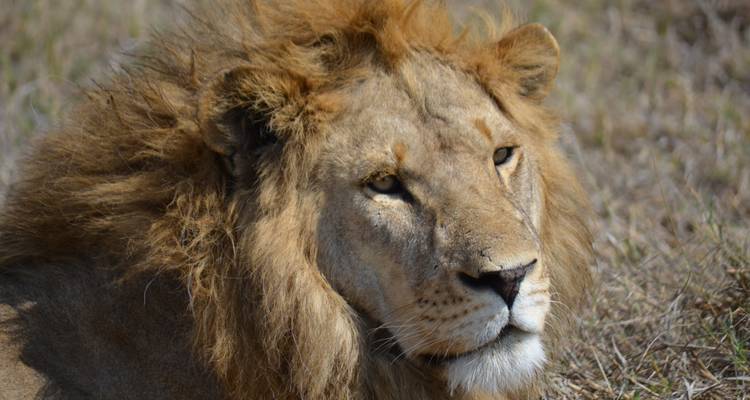 4-Days Camping Safari Visiting Serengeti and Ngorongoro & Kilimanjaro Day Hiking - African Polecat Safaris 7