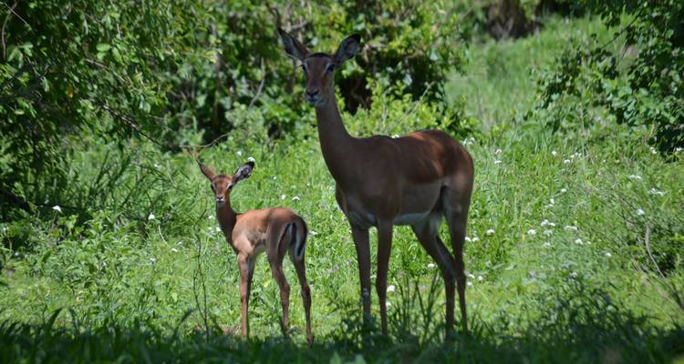 4-Days Camping Safari Visiting Serengeti and Ngorongoro & Kilimanjaro Day Hiking - African Polecat Safaris 8